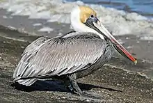 Brown pelican (Pelecanus occidentalis)