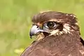 Brown falcon portrait