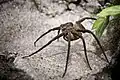 Nursery web spider carrying egg sac