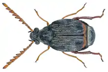 Bruchidius nalandus