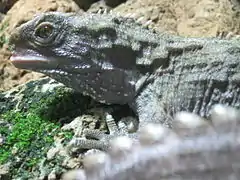 Tuatara