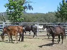 Four thin horses and a foal in a pen fenced with pipe panels, some eating hay