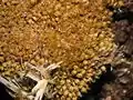 typical habitus of dried out plants,Photo by Kristian Peters