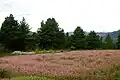 Field of buckwheat in Bumthang (Bhutan)