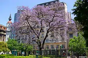 Jacarandas in bloom, Lavalle Park