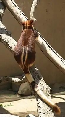 The back and tail of a Buergers' tree-kangaroo  (Dendrolagus goodfellowi buergersi)