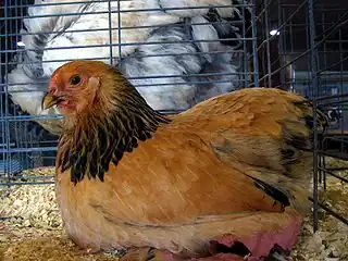 Buff bantam