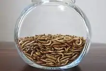 Buffalo worms as food (or ingredient)