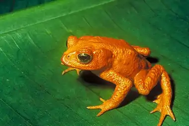 Image 12Golden toadPhoto: Charles H. Smith, USFWSThe golden toad (Bufo periglenes) is an extinct species of true toad that was once abundant in a small region of high-altitude cloud-covered tropical forests, about 30 km2 (12 sq mi) in area, above the city of Monteverde, Costa Rica. The last reported sighting of a golden toad was on 15 May 1989. Its sudden extinction may have been caused by chytrid fungus and extensive habitat loss.More selected pictures