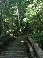 Forest walkway