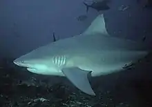 Bull shark swims peacefully in Beqa Fiji, 2007