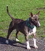 Modern-colored Bull Terrier