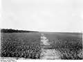 Sisal plantation, c. 1906/18