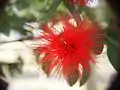 Calliandra haematocephala grown in Malaysia