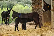 dark-coloured donkeys