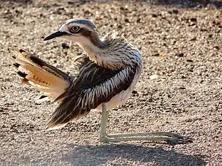 Preening in crouched position