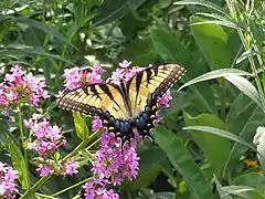 Flowers with butterfly