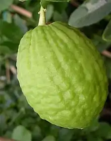 A Corsican citron