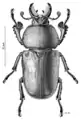 Illustration of male by Des Helmore