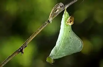 Pupa