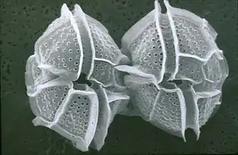 Dinoflagellates