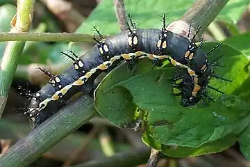 Larva of the nominate subspecies, KwaZulu-Natal