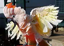 Salmon-crested cockatoo displaying (wings clipped)