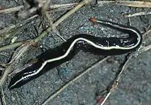 Caenoplana coerulea, the blue planarian.