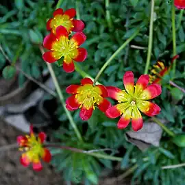 Calandrinia caespitosa