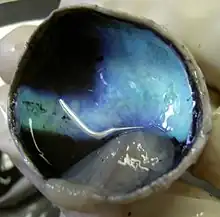 Calf's eye dissected to expose the choroid: its tapetum lucidum is iridescent blue