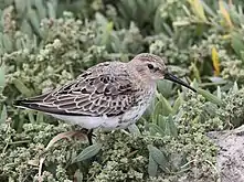 Adult in winter plumage, Wales