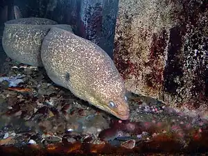 California moray