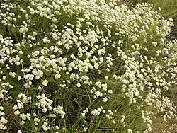 Eriogonum fasciculatum on Mount Wilson, San Gabriel