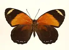 Astarte eighty-eight,C. astarte, upperside