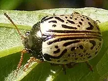 Calligrapha philadelphica