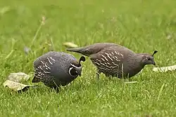 A pair introduced in New Zealand