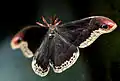 The male Callosamia promethea moth uses Batesian mimicry to mimic the poisonous  pipe vine swallowtail butterfly