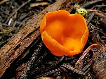 From Trinity National Forest, California