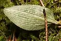 Leaf underside