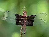 Male, dorsal view, Cairns