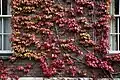 Japanese creeper growing over a brick wall at the University of Cambridge.