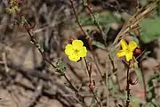 Flowers on ascending stems