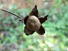 Seed pod of Camonea vitifolia