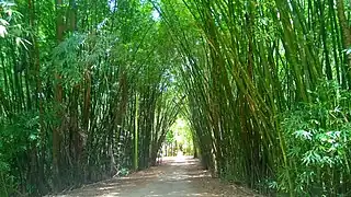 Entryway to Guajataka Scout Reservation among the bamboo forest