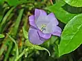 Close up of a flowers of Campanula medium