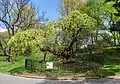 Camperdown Elm in Prospect Park, Brooklyn, US in early spring