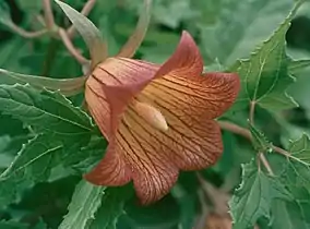 Canarina canariensis