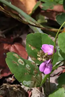 Haba de playa(Canavalia rosea)