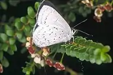 Female resting