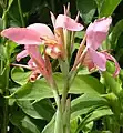 Canna 'Erebus', Armstrong